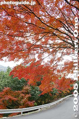 Visit a Koto Sanzan Temple at [url=http://photoguide.jp/pix/thumbnails.php?album=165]Hyakusaiji.[/url]
Keywords: shiga prefecture higashiomi eigenji Eigenjifall autumn zen rinzai temple