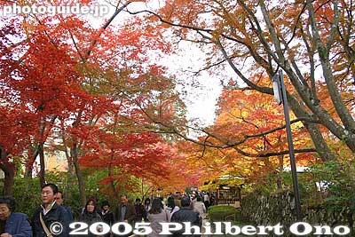Foilage on the path
Keywords: shiga prefecture hatasho-cho koto sanzan kongorinji temple fall autumn colors kotosanzan