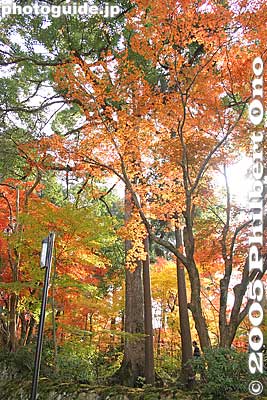 It's all too beautiful
Keywords: shiga prefecture hatasho-cho koto sanzan kongorinji temple fall autumn colors kotosanzan
