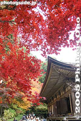 Temple Hondo
Keywords: shiga prefecture hatasho-cho koto sanzan kongorinji temple fall autumn colors japanaki kotosanzan