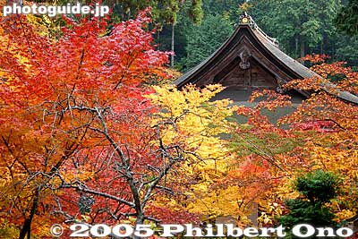 Kongorinji's Main temple roof drowning in fall leaves
Keywords: shiga prefecture hatasho-cho koto sanzan kongorinji temple fall japanaki autumn colors japantemple kotosanzan