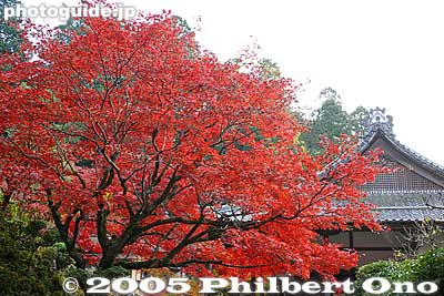 "Blood-red" maples
Keywords: shiga prefecture hatasho-cho koto sanzan kongorinji temple fall autumn colors kotosanzan