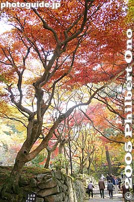 Incredibly beautiful
Keywords: shiga prefecture kora-cho koto sanzan saimyoji temple fall autumn colors japanaki kotosanzan