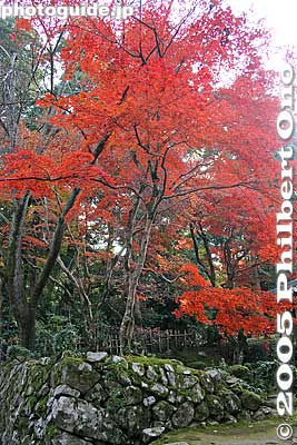 Keywords: shiga prefecture kora-cho koto sanzan saimyoji temple fall autumn colors kotosanzan