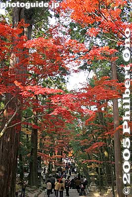 View from gate
Keywords: shiga prefecture kora-cho koto sanzan saimyoji temple fall autumn colors