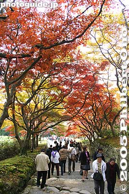 Saimyoji was my favorite Koto Sanzan temple
Keywords: shiga prefecture kora-cho koto sanzan saimyoji temple fall autumn colors