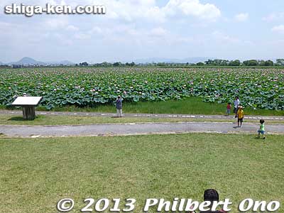Experts have concluded that the lake bottom has become too sandy instead of having the fine clay-like soil that the lotus require.
Methane gas is also on the increase and there's a lack of oxygen due to the layers of dead lotus plants.
Keywords: shiga prefecture kusatsu lotus flower