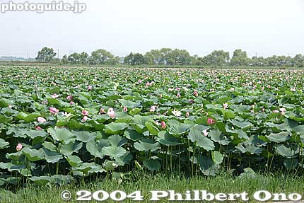 The lotus used to bloom in July. In 1975, there was only 4 hectares. By 2004, it covered 13 hectares.
Keywords: shiga prefecture kusatsu lotus flower