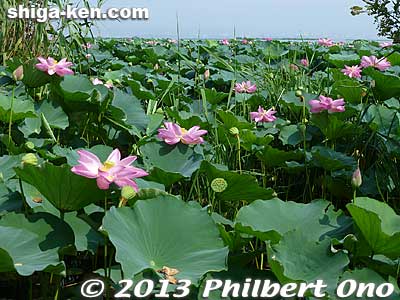 Keywords: shiga prefecture kusatsu lotus flower