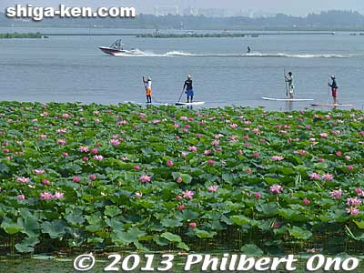 Even outside Mizunomori, more lotus hug the lakeshore in summer.
Keywords: shiga prefecture kusatsu lotus flower