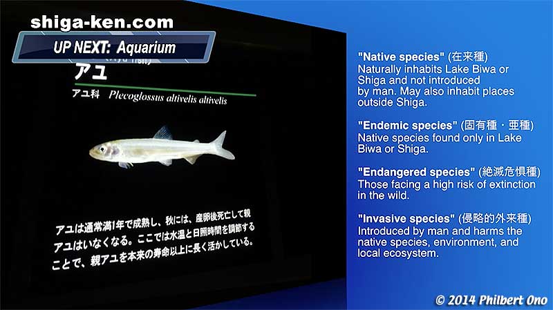 Definitions of endemic, native, endangered, and invasive species.
Native species (在来種)
Naturally inhabits Lake Biwa or Shiga and not introduced by man. May also inhabit places outside Shiga.

Endemic species (固有種・亜種)
Native species found only in Lake Biwa or Shiga.

Endangered species (絶滅危惧種)
Those facing a high risk of extinction in the wild.

Invasive species (侵略的外来種)
Introduced by man and harms the native species, environment, and local ecosystem.
Keywords: shiga kusatsu karasuma peninsula lake biwa museum aquarium fish