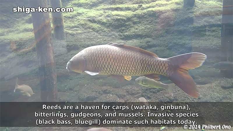 Keywords: shiga kusatsu karasuma peninsula lake biwa museum aquarium fish endemic species