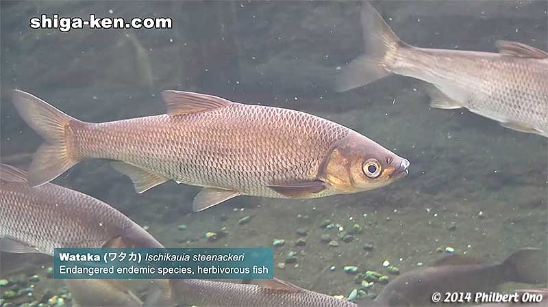 Wataka (ワタカ) Ischikauia steenackeri - Endangered endemic species, herbivorous fish.
Keywords: shiga kusatsu karasuma peninsula lake biwa museum aquarium fish endemic species