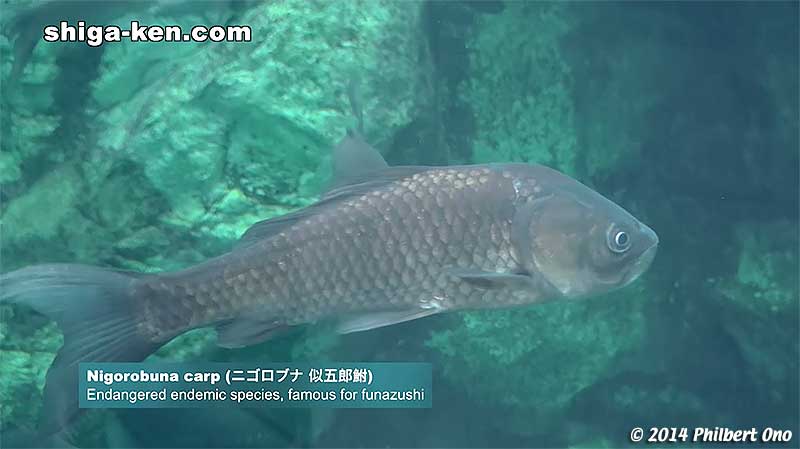 Nigorobuna carp (ニゴロブナ 似五郎鮒) - Endangered endemic species, famous for funazushi.
Keywords: shiga kusatsu karasuma peninsula lake biwa museum aquarium fish endemic species