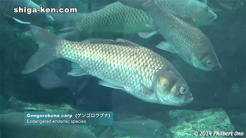 Gengorobuna carp (ゲンゴロウブナ) - Endangered endemic species
Keywords: shiga kusatsu karasuma peninsula lake biwa museum aquarium fish endemic species