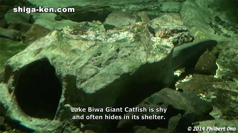 Lake Biwa Giant Catfish is shy and often hides in its shelter.
Keywords: shiga kusatsu karasuma peninsula lake biwa museum aquarium fish endemic species