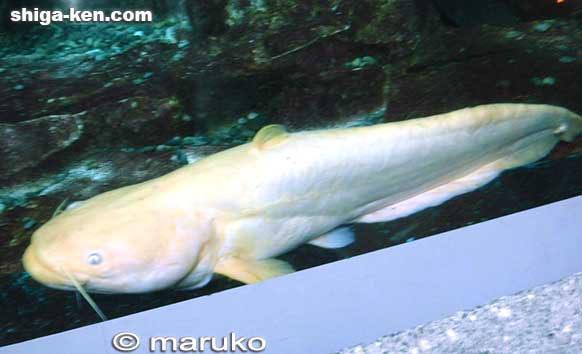 Albino Lake Biwa Giant Catfish
Keywords: shiga kusatsu lake biwa museum biwakobest