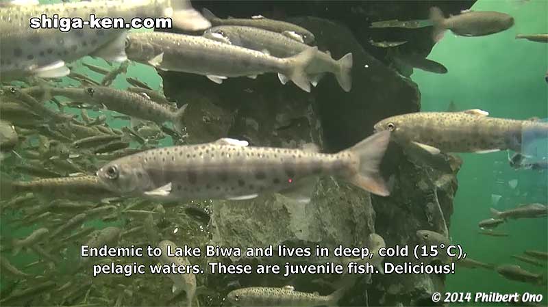 Biwa trout/salmon - Endemic to Lake Biwa and lives in deep, cold (15˚C), pelagic waters. These are juvenile fish. Delicious!
Keywords: shiga kusatsu karasuma peninsula lake biwa museum aquarium fish endemic species