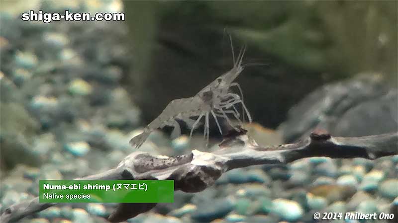 Numa-ebi shrimp (ヌマエビ), Native species
Keywords: shiga kusatsu karasuma peninsula lake biwa museum aquarium fish endemic species