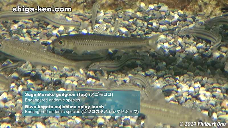 Sugo-Moroko gudgeon (スゴモロコ) - Endangered endemic species
Keywords: shiga kusatsu karasuma peninsula lake biwa museum aquarium fish endemic species