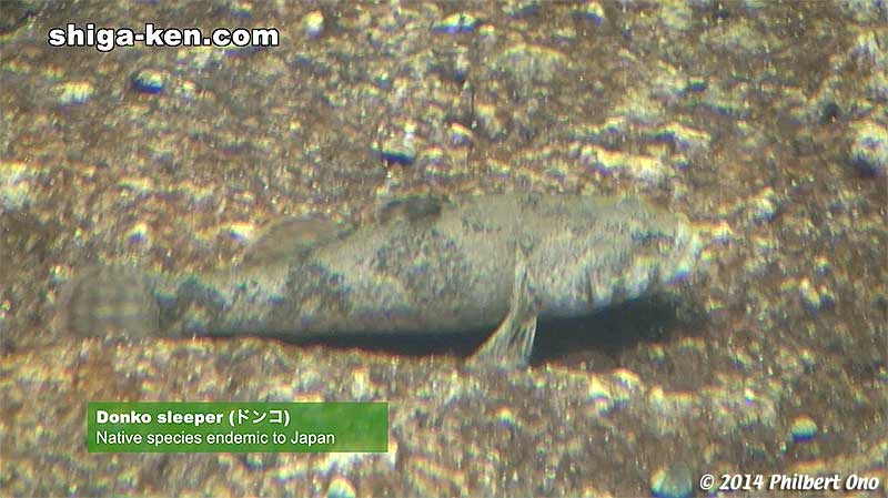 Donko sleeper (ドンコ) - Native species endemic to Japan.
Keywords: shiga kusatsu karasuma peninsula lake biwa museum aquarium fish