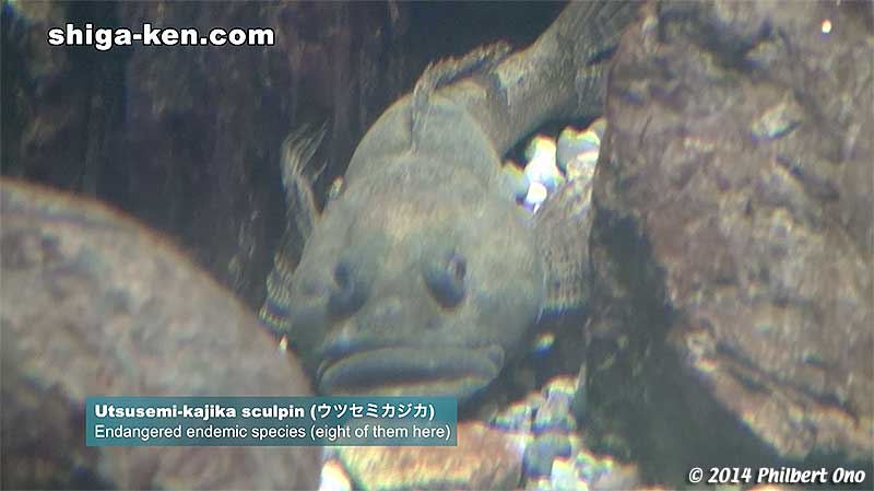 Utsusemi-kajika sculpin (ウツセミカジカ) - Endangered endemic species
Keywords: shiga kusatsu karasuma peninsula lake biwa museum aquarium fish endemic species