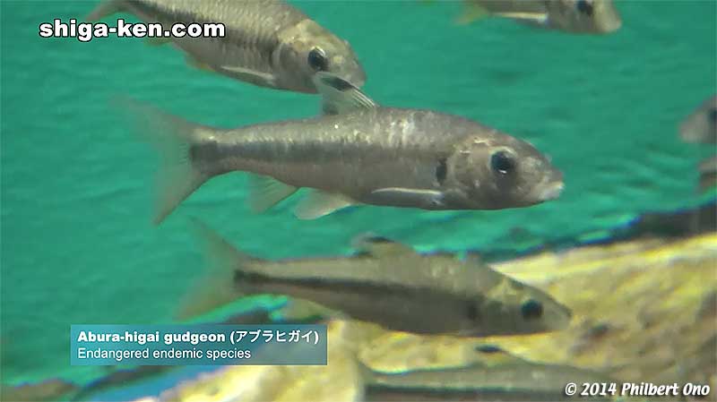 Abura-higai gudgeon (アブラヒガイ) - Endangered endemic species
Keywords: shiga kusatsu karasuma peninsula lake biwa museum aquarium fish endemic species