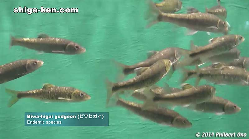 Biwa-higai gudgeon (ビワヒガイ) - Endemic species
Keywords: shiga kusatsu karasuma peninsula lake biwa museum aquarium fish endemic species