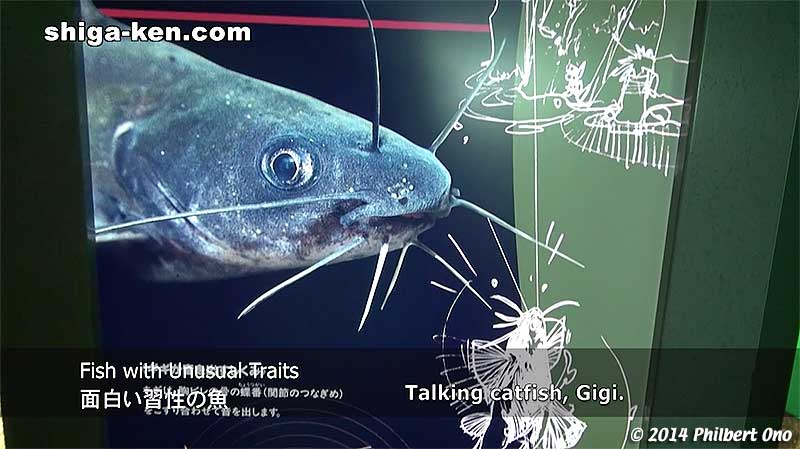 Fish with Unusual Traits 面白い習性の魚 - Gigi talking catfish.
Keywords: shiga kusatsu karasuma peninsula lake biwa museum aquarium fish endemic species