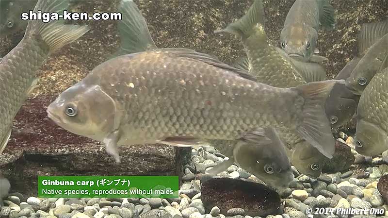 Ginbuna carp (ギンブナ) - Native species, reproduces without males.
Keywords: shiga kusatsu karasuma peninsula lake biwa museum aquarium fish endemic species