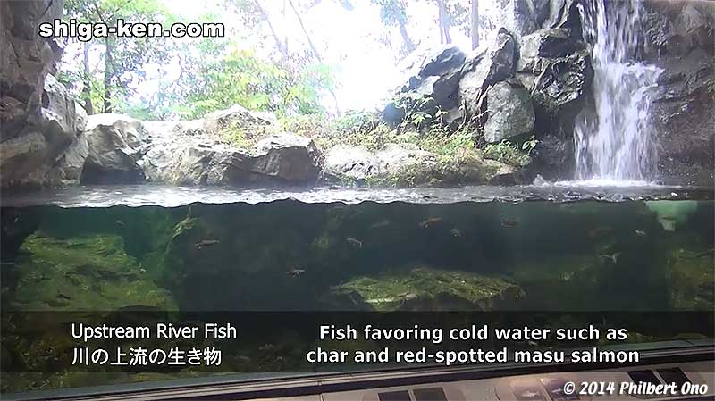 Upstream River Fish 川の上流の生き物 - Fish favoring cold water such as char and red-spotted masu salmon.
Keywords: shiga kusatsu karasuma peninsula lake biwa museum aquarium fish