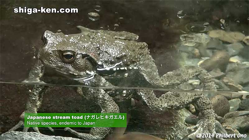 Japanese stream toad (ナガレヒキガエル) - Native species, endemic to Japan.
Keywords: shiga kusatsu karasuma peninsula lake biwa museum aquarium fish