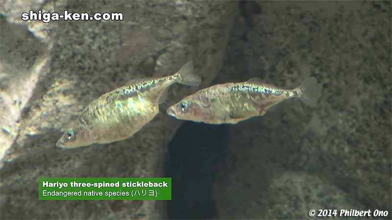 Hariyo three-spined stickleback - Endangered native species (ハリヨ)
Keywords: shiga kusatsu karasuma peninsula lake biwa museum aquarium fish