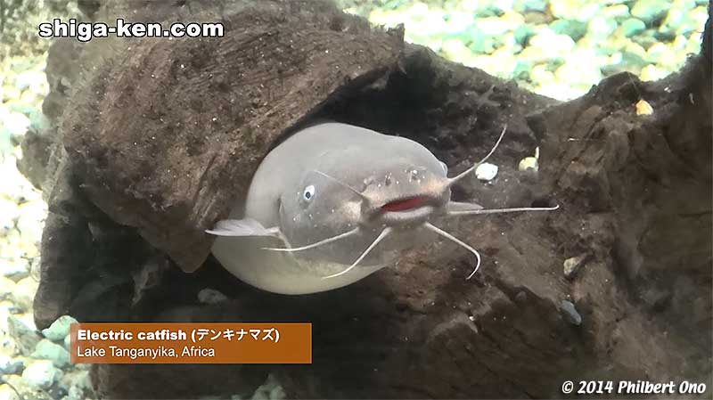 Electric catfish (デンキナマズ) from Lake Tanganyika, Africa
Keywords: shiga kusatsu karasuma peninsula lake biwa museum aquarium fish
