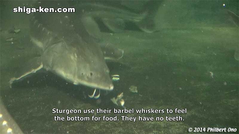 Sturgeon feeding
Keywords: shiga kusatsu karasuma peninsula lake biwa museum aquarium fish