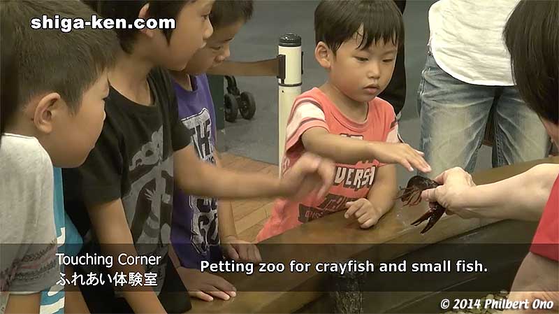 Touching Corner ふれあい体験室 - Petting zoo for crayfish and small fish.
Keywords: shiga kusatsu karasuma peninsula lake biwa museum aquarium fish