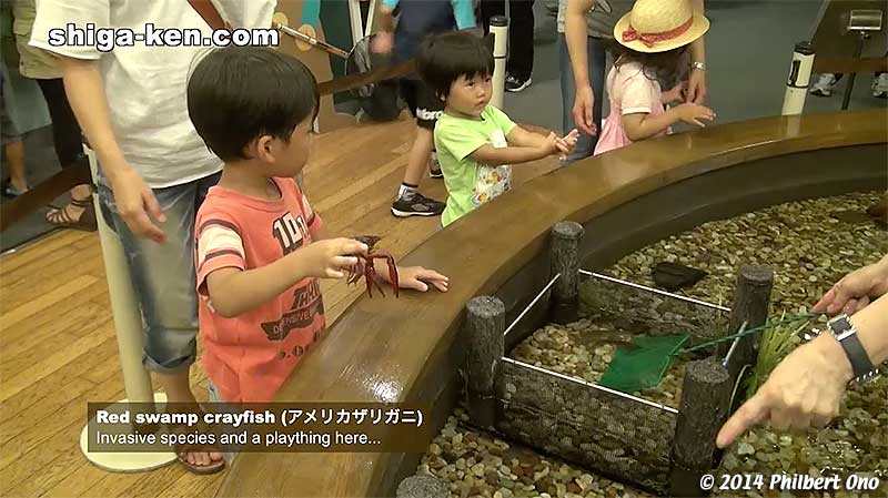 Keywords: shiga kusatsu karasuma peninsula lake biwa museum aquarium fish
