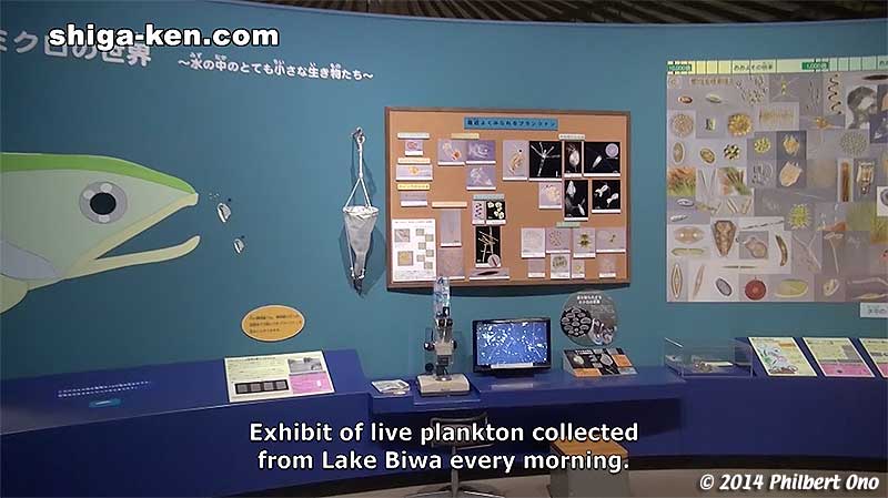 Exhibit of live plankton collected from Lake Biwa every morning.
Keywords: shiga kusatsu karasuma peninsula lake biwa museum aquarium fish