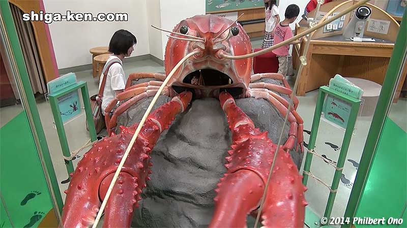 Enter the crayfish and control its claws. ザリガニになろう
Keywords: shiga kusatsu karasuma peninsula lake biwa museum aquarium fish