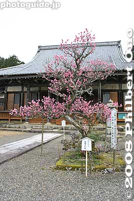 Red plum blossoms in front of Rengeji Hondo Hall, in early April.
Keywords: shiga maibara bamba-juku banba nakasendo post stage town station shukuba jodo-shu buddhist rengeji temple