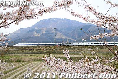 Keywords: shiga maibara mt. ibuki ibukiyama mishima pond sakura cherry blossoms