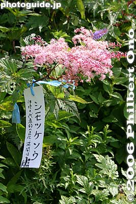 The most common flower during summer it seems. シモツケソウ
Keywords: shiga maibara mt. ibukiyama mountain ibuki summit alpine flowers flora