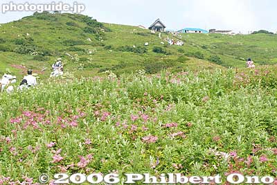Path to summit
Keywords: shiga maibara mt. ibukiyama mountain ibuki summit alpine flowers flora
