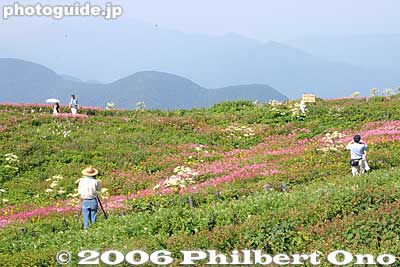 Summit area
Keywords: shiga maibara mt. ibukiyama mountain ibuki summit alpine flowers flora