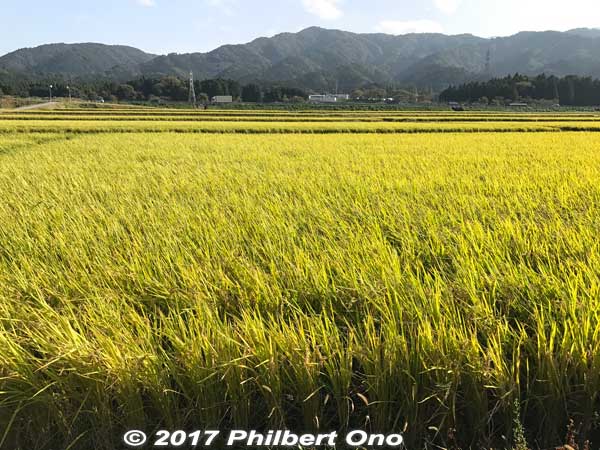 Rice fields in autumn.
Keywords: shiga maibara kashiwabara nakasendo shukuba