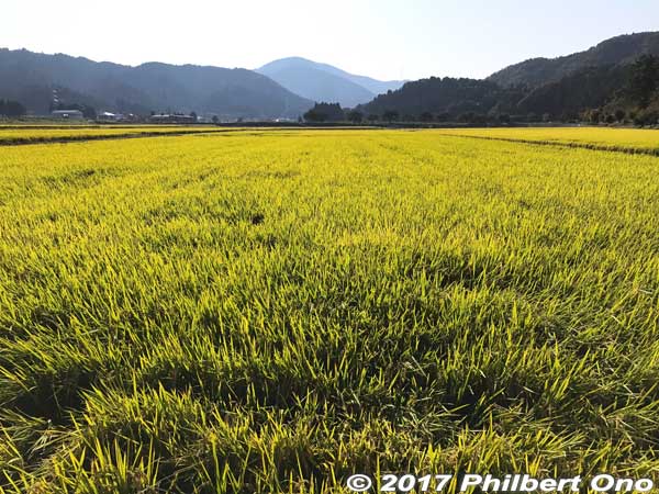 Rice field in autumn.
Keywords: shiga maibara kashiwabara nakasendo shukuba