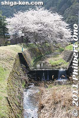 Cherry blossoms and Amanogawa River famous for fireflies in June.
Keywords: shiga maibara kashiwabara-juku nakasendo shukuba