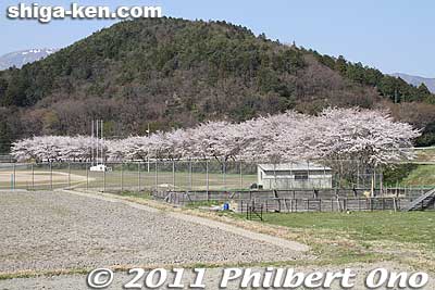 Cherry blossoms next to Kashiwabara Junior High School sports ground.
Keywords: shiga maibara kashiwabara-juku nakasendo shukuba