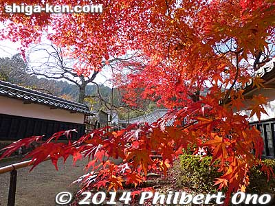 Red maples near the entrance to Kiyotaki Tokugen-in temple.
Keywords: shiga maibara kashiwabara kiyotaki tokugenin tendai buddhist temple