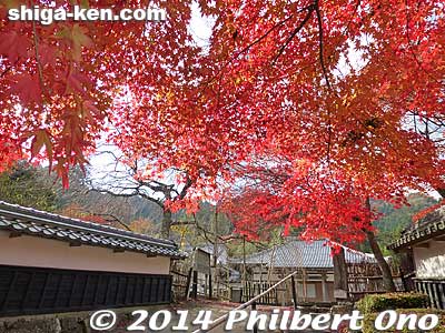 Red maples at the temple entrance.
Keywords: shiga maibara kashiwabara kiyotaki tokugenin tendai buddhist temple